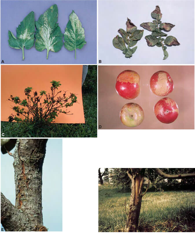 Agrios Plant Pathology 5th ed 389