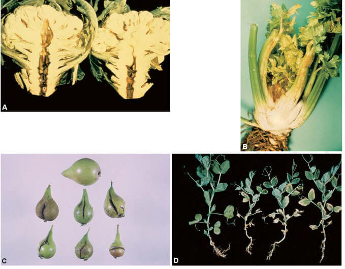 Agrios Plant Pathology 5th ed 403