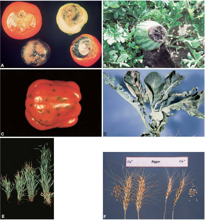 Agrios Plant Pathology 5th ed 404