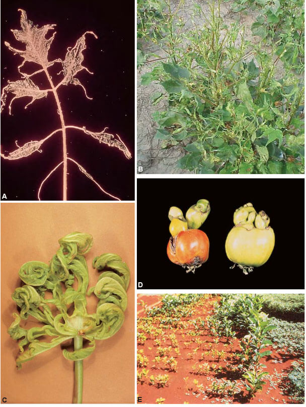 Agrios Plant Pathology 5th ed 406