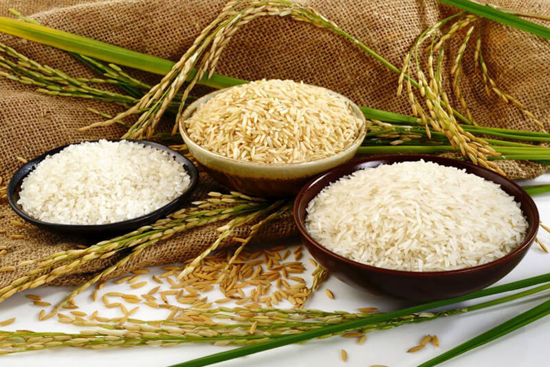 آفات و بیماری برنج