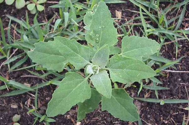 weeds and how to fight them 11