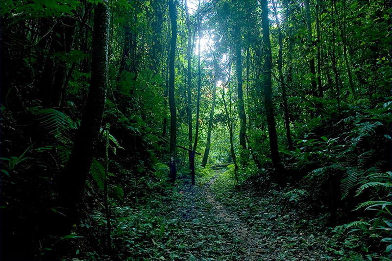 جنگل‌ رطوبت را هوا را تا 20 درصد افزایش می‌دهد